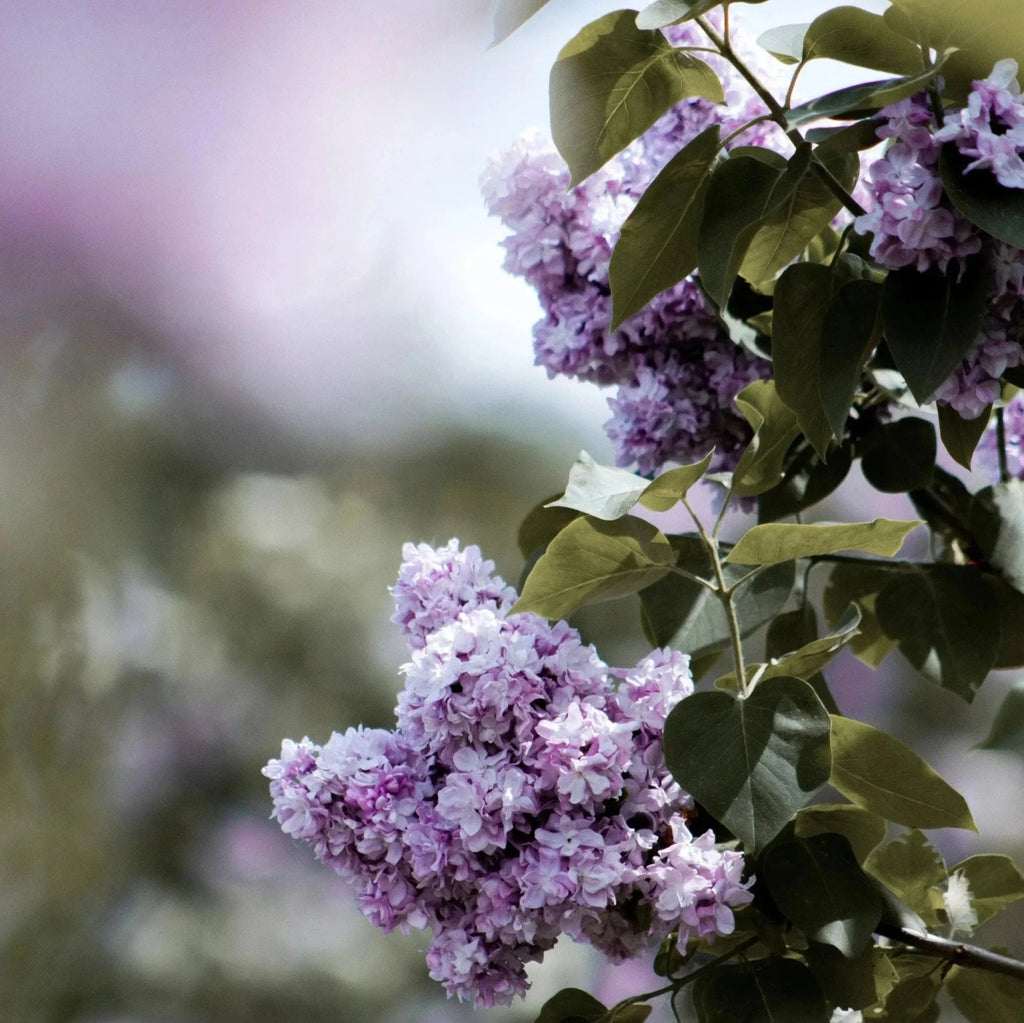 French Lilac Soy Candle