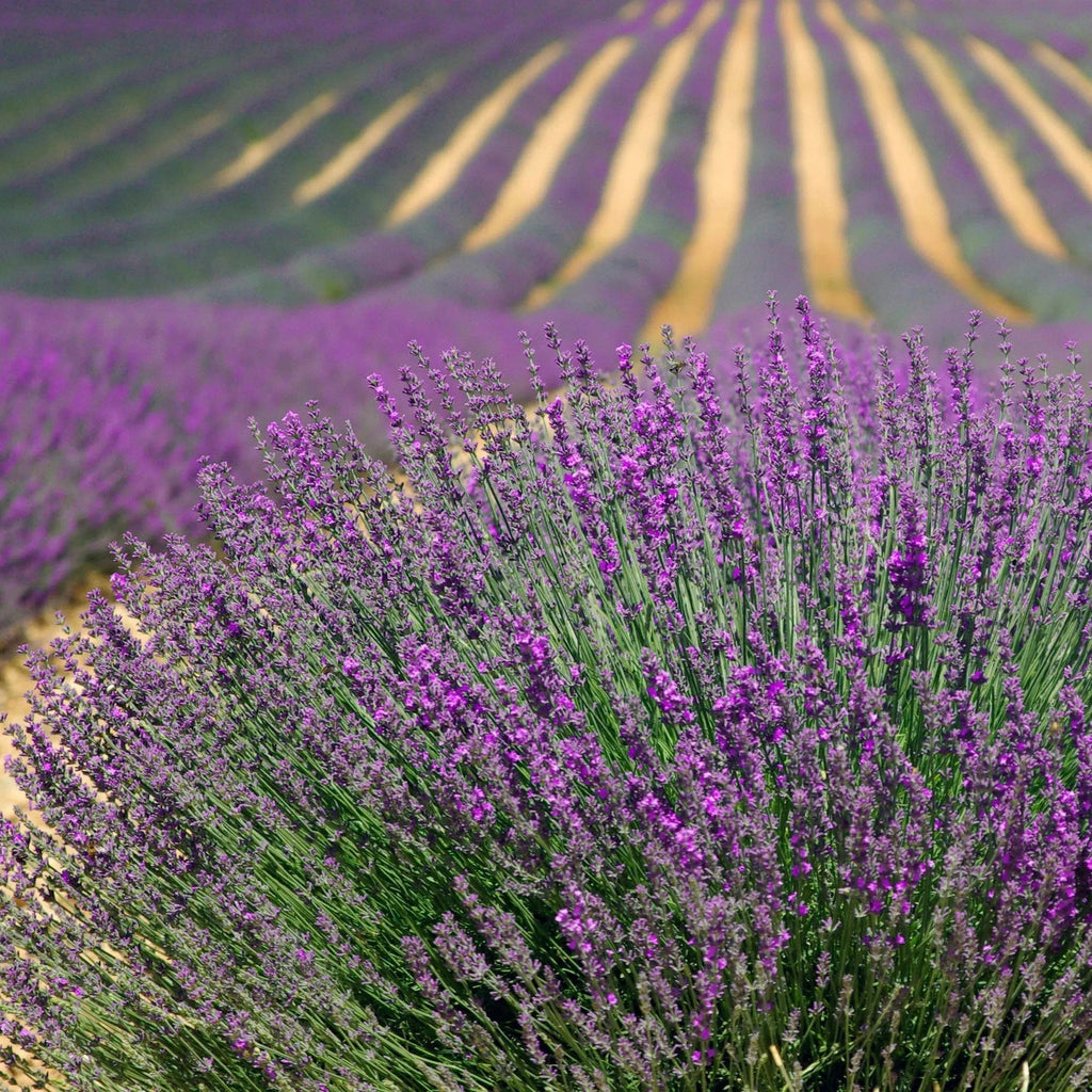 Lavender Soy Candle | Travel Tin